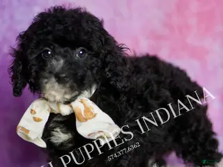 Standard Poodle dogs Leonard - Ad 17