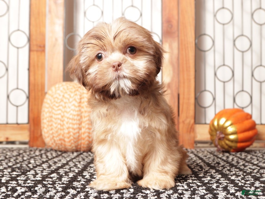 Shih Tzu dogs Olive- ACA Female Shihtzu  - Ad 2