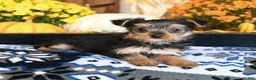 Shorkie dogs for sale: Tootsie - Ad 3