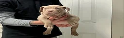American Bully dogs for sale: American Bully Puppy 1 - Ad 3