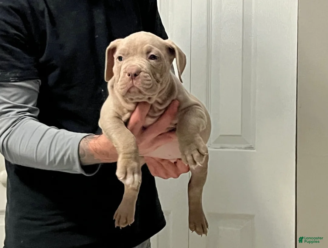 American Bully dogs for sale: American Bully Puppy 1 - Ad 3