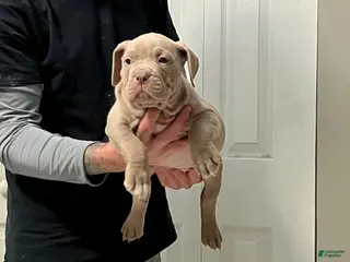 American Bully dogs American Bully Puppy 1 - Ad 7