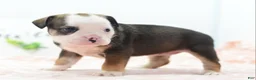 Mixed Breed dogs for sale: Queen - Ad 9