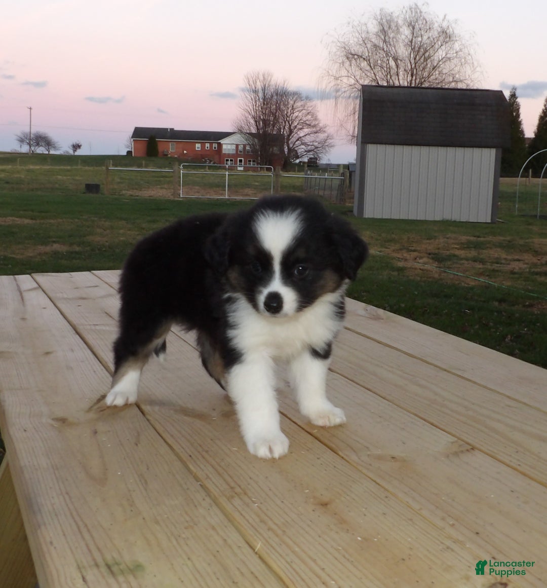 Miniature Australian Shepherd dogs for sale: Polly - Ad 1