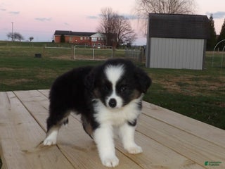 Miniature Australian Shepherd dogs Polly - Ad 11