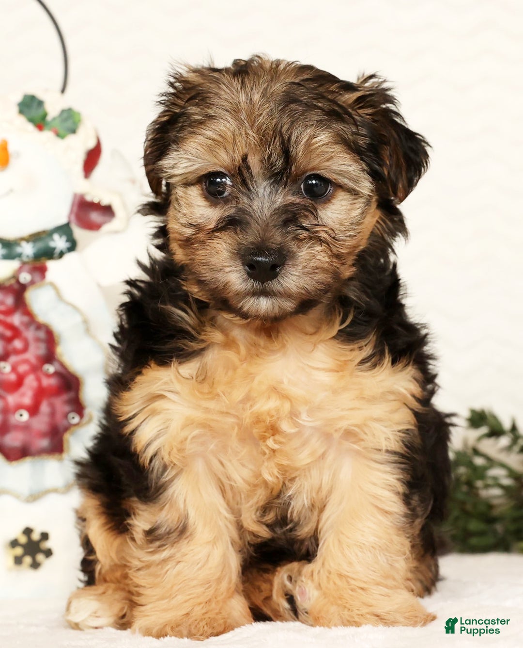 Yorkiepoo dogs for sale: Remi  3lbs - Ad 4