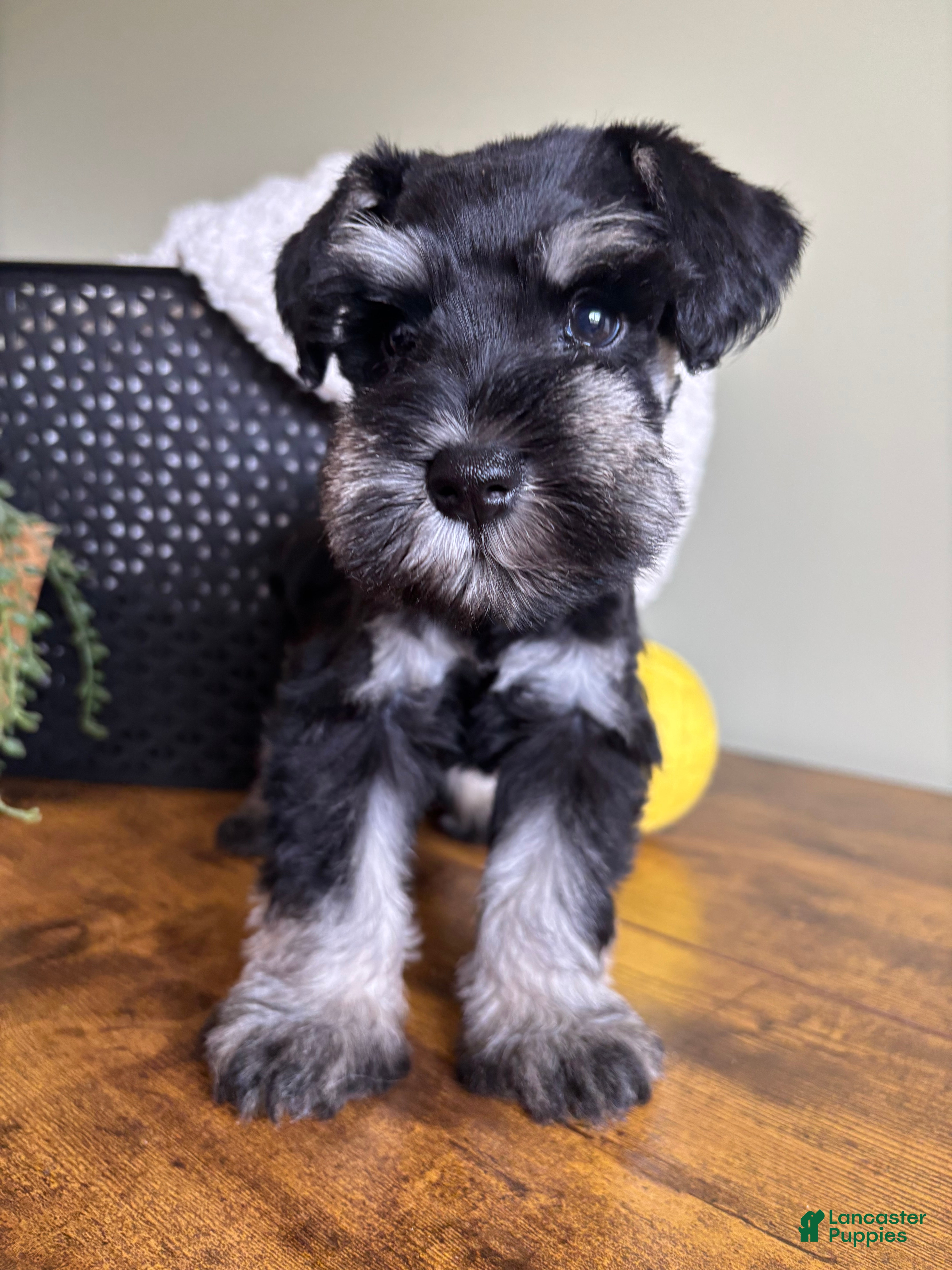 Miniature Schnauzer dogs Titan - Ad 1
