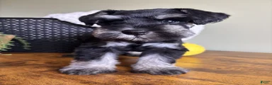 Titan