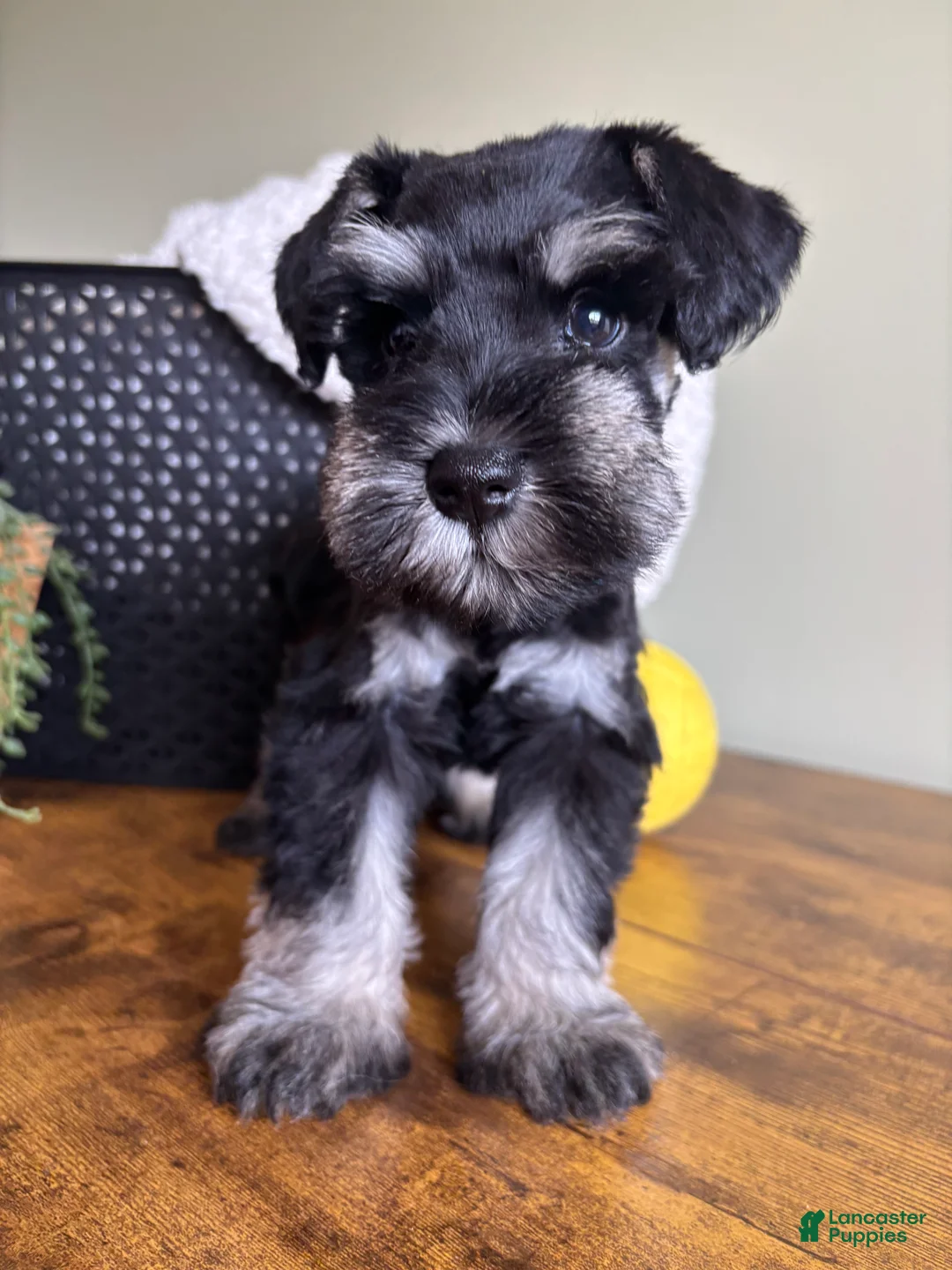 Miniature Schnauzer dogs for sale: Titan - Ad 1