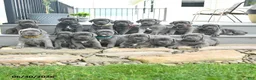 Cane Corso dogs for sale: Runner - Ad 5
