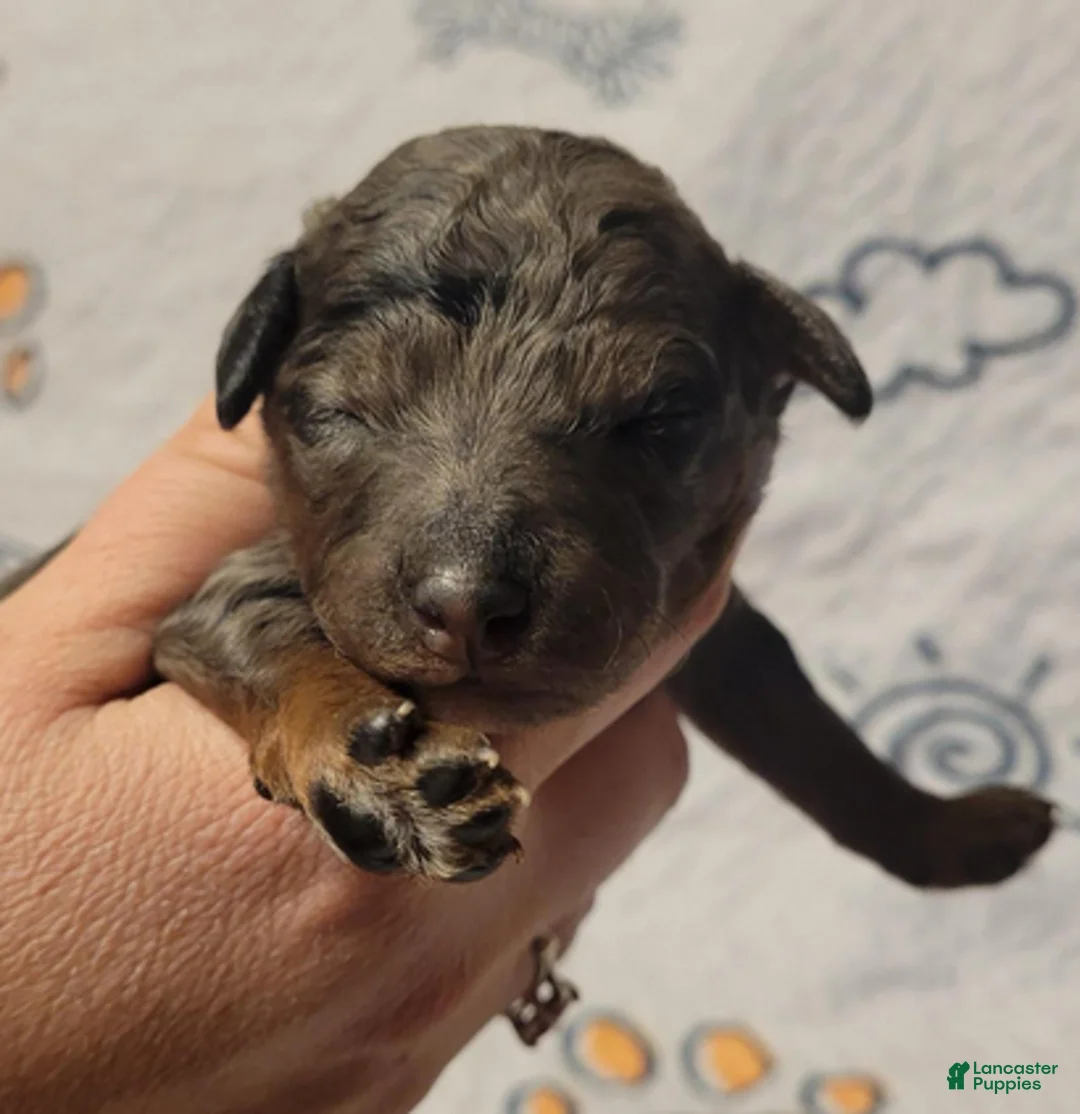 Goldendoodle dogs for sale: Thunder - Ad 3