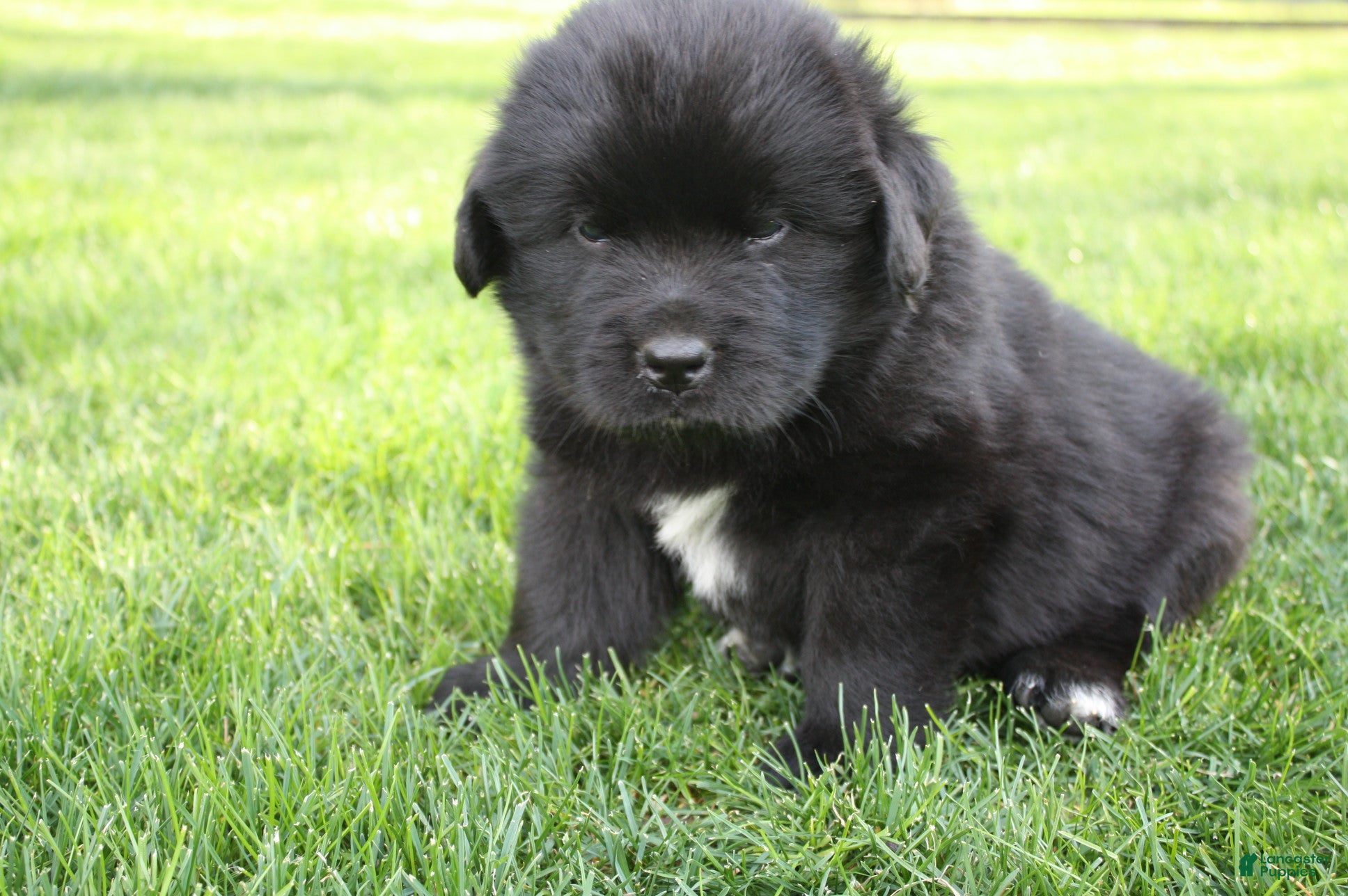 Newfoundland dogs Bear - Ad 1