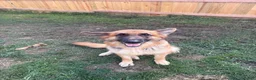 German Shepherd dogs for sale: German Shepherd 3 - Ad 2