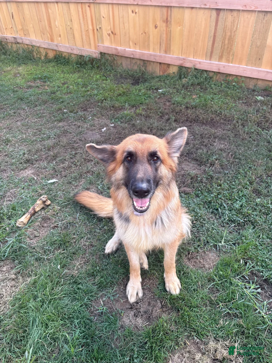 German Shepherd dogs for sale: German Shepherd 3 - Ad 2