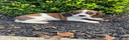 Mixed Breed dogs for sale: Chance - Ad 9