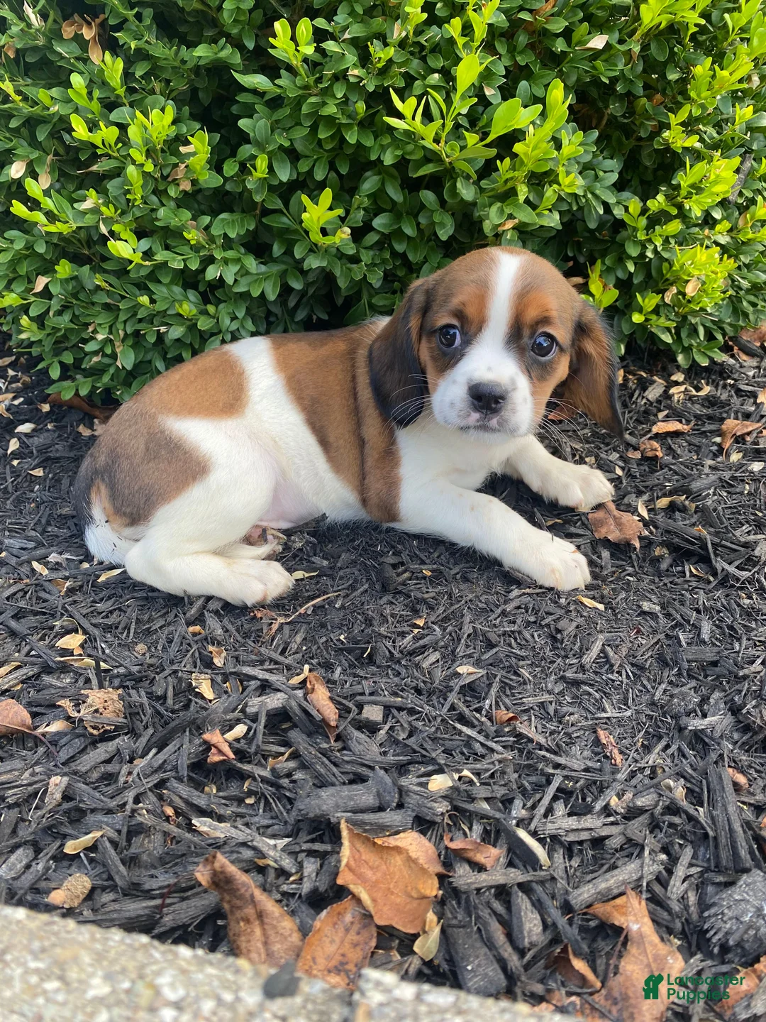 Mixed Breed dogs for sale: Chance - Ad 9