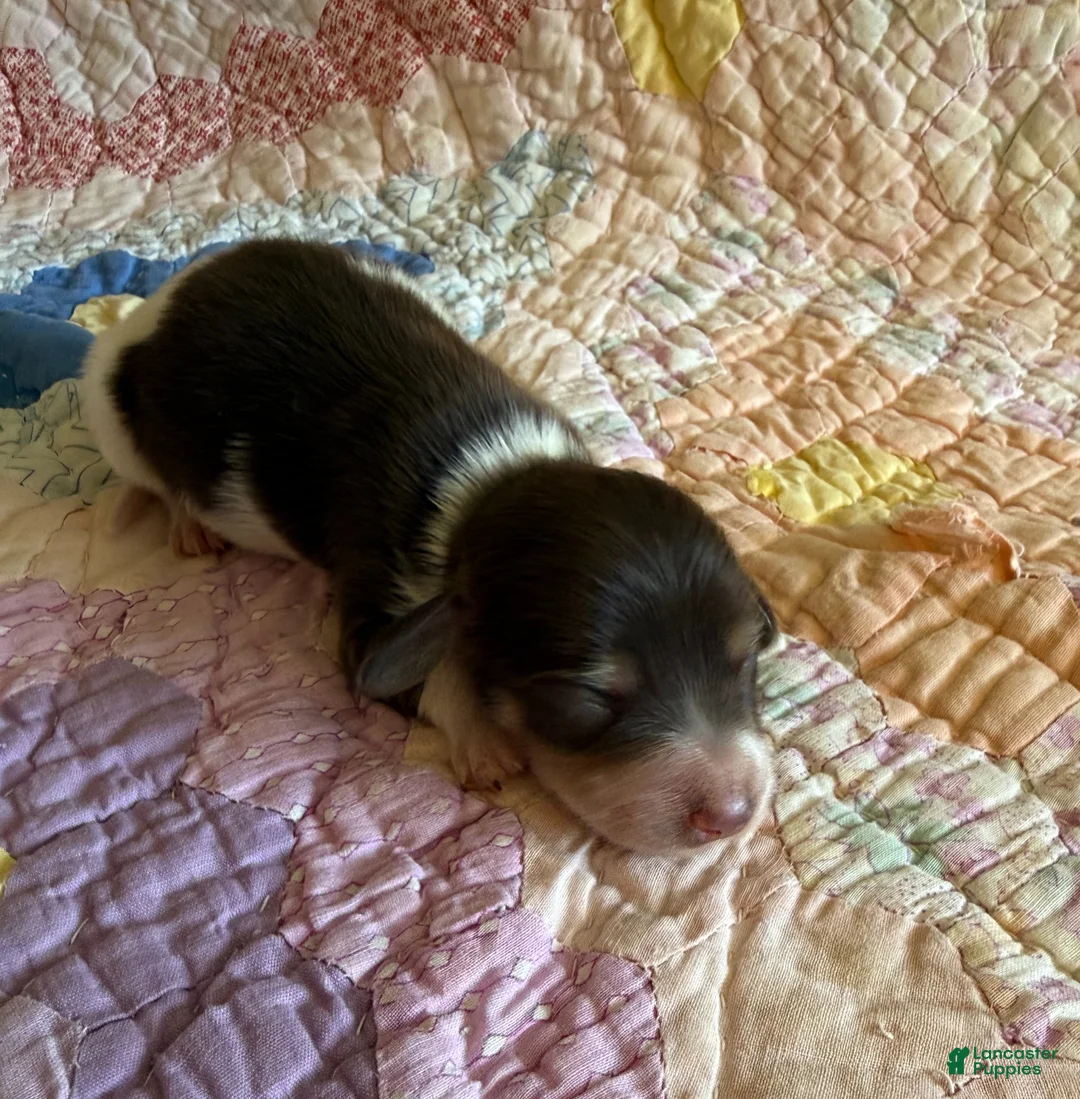 Dachshund dogs for sale: Lane  - Ad 1