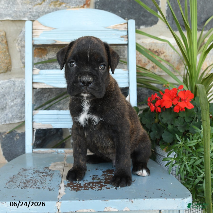 Boxer dogs Bruno - Ad 2