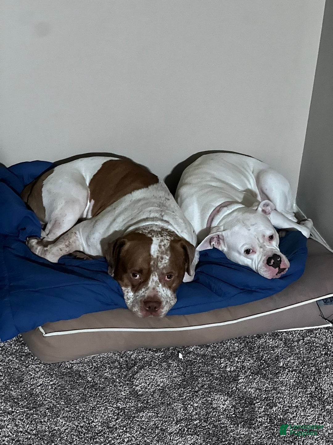 Mixed Breed dogs for sale: Mixed Breed Puppy 4 - Ad 8