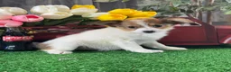 Papillon dogs for sale: Ruth🪴 - Ad 2