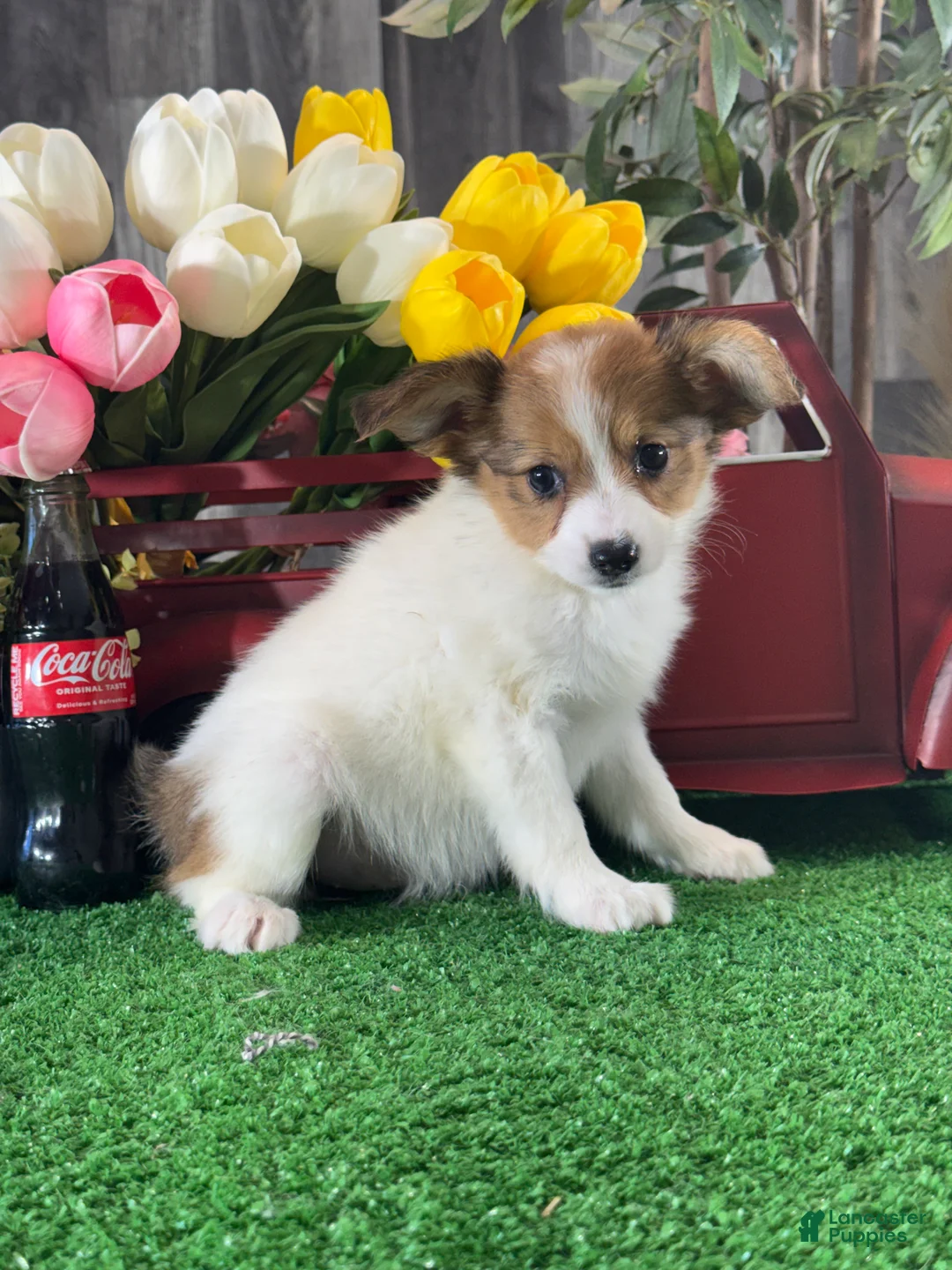Papillon dogs for sale: Ruth🪴 - Ad 2