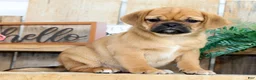 Puggle dogs for sale: Alexis - Ad 4