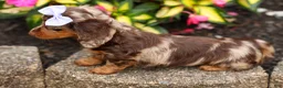 Miniature Dachshund dogs for sale: Isabelle🩷  - Ad 15