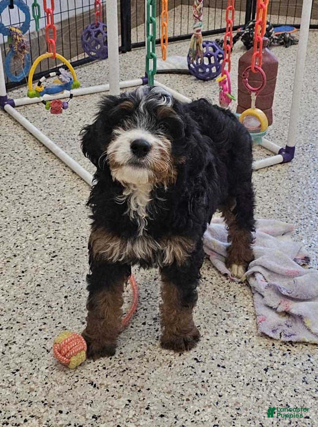Mini Bernedoodle dogs for sale: Angelica - Ad 2