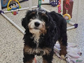 Mini Bernedoodle dogs Angelica - Ad 33