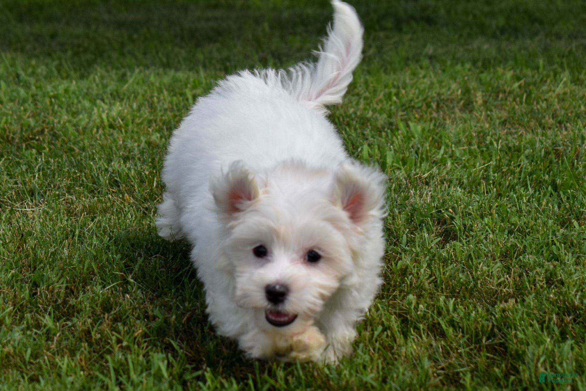 Maltese dogs Ryan 🩵 - Ad 1