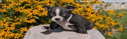 Boston Terrier dogs for sale: Tyson - Ad 9