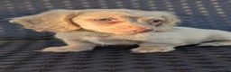 Miniature Dachshund dogs for sale: Crisp - Ad 1
