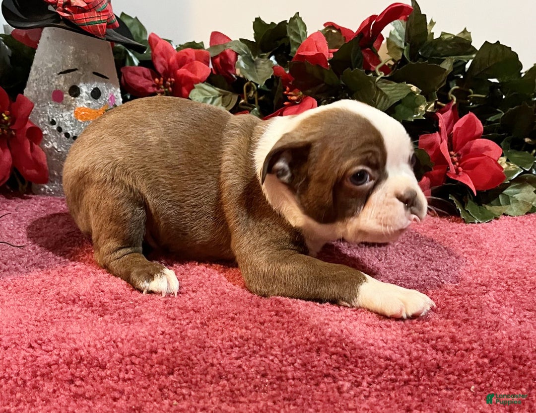 Boston Terrier dogs for sale: Rambo - Ad 4