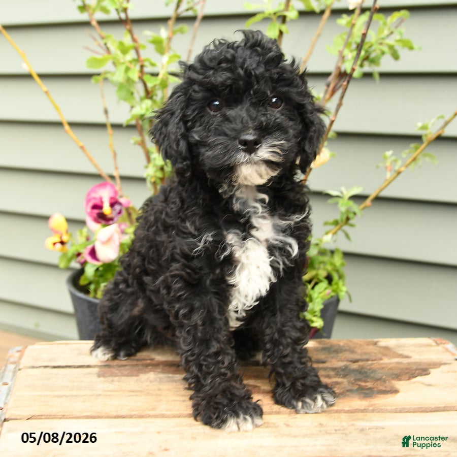 Shihpoo dogs Baxter - Ad 1