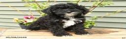 Shihpoo dogs for sale: Baxter - Ad 1