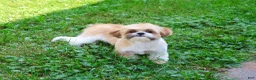 Shih Tzu dogs for sale: Theon - Ad 7