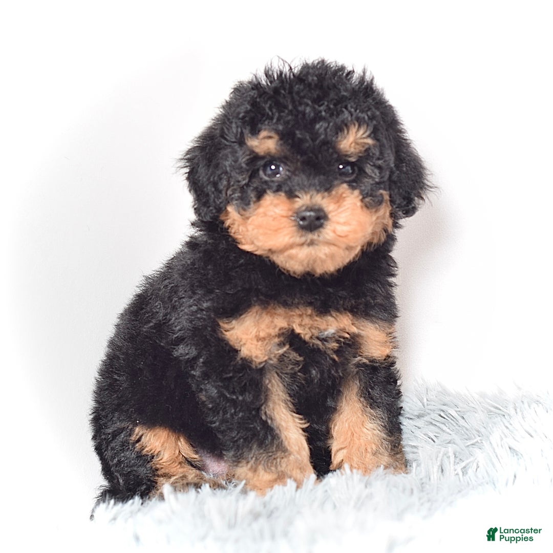 Mini Goldendoodle dogs for sale: Mr. Riko - Ad 4