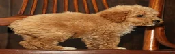 Miniature Poodle dogs for sale: Lizzy - Ad 7
