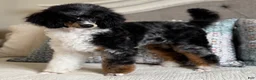 Miniature Poodle dogs for sale: Prince - Ad 9