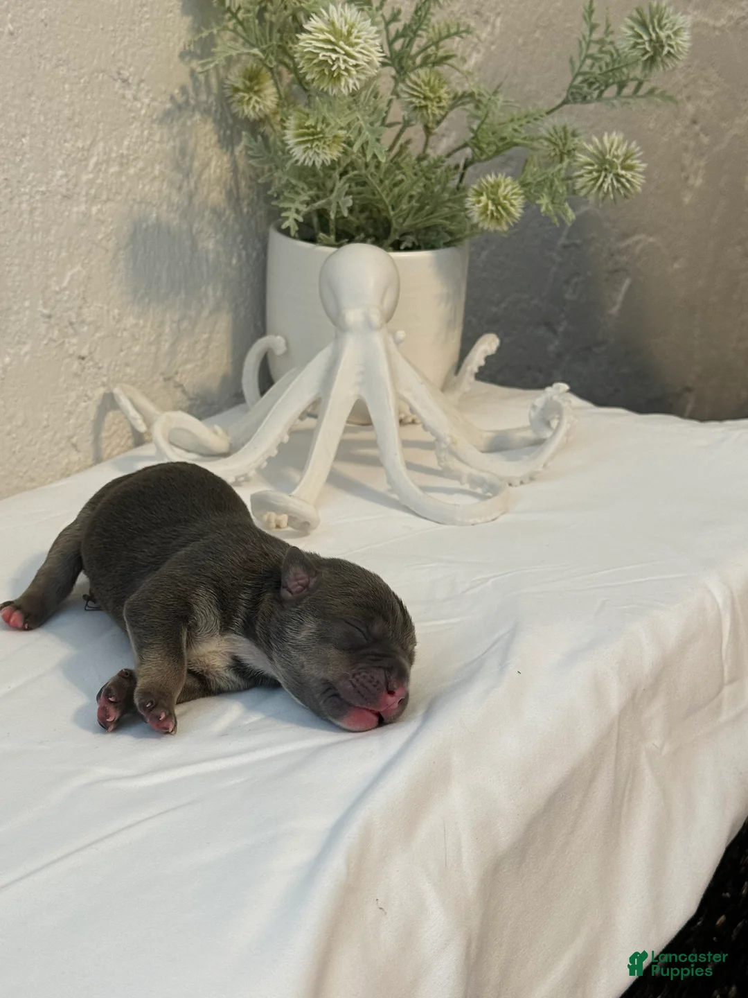 American Bully dogs for sale: Talulah - Ad 2