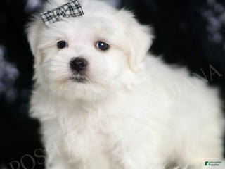 Maltese dogs - Ad 22