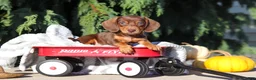 Dachshund dogs for sale: Mudge - Ad 1