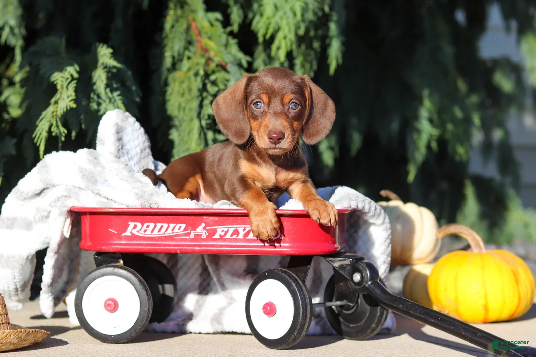 Dachshund dogs for sale: Mudge - Ad 1