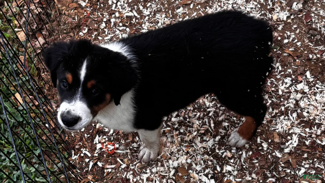 Miniature Australian Shepherd dogs for sale: #7 Bear - Ad 2