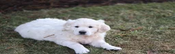 Golden Retriever dogs for sale: Rose - Ad 6