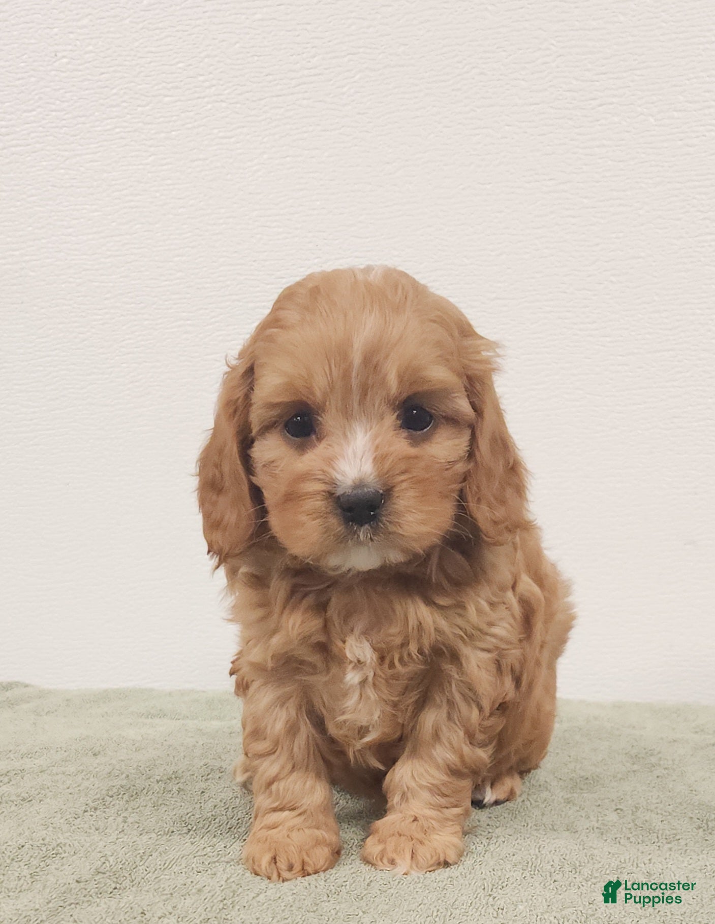 Cavapoo dogs Rocky  - Ad 2