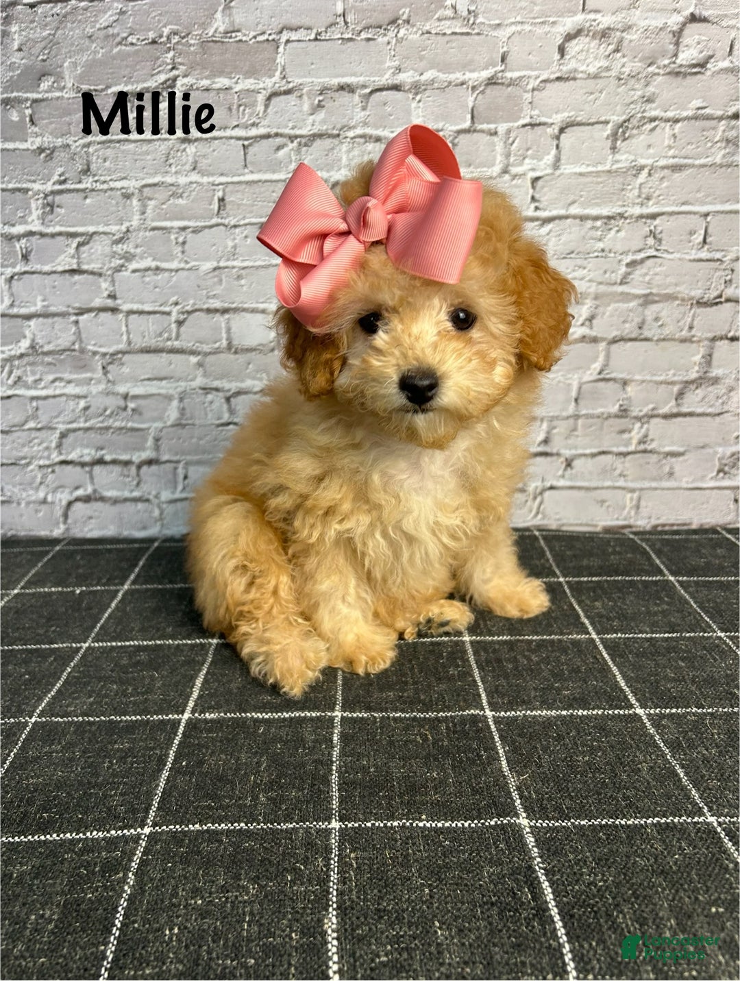 Toy Poodle dogs for sale: Toy Poodle Puppy 1 - Ad 1