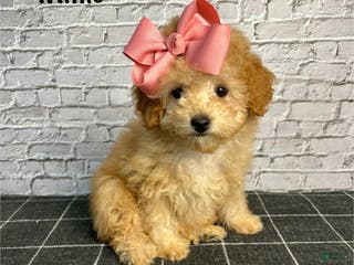 Toy Poodle dogs Toy Poodle Puppy 1 - Ad 41