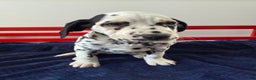 Dalmatian dogs for sale: Talia - Ad 15
