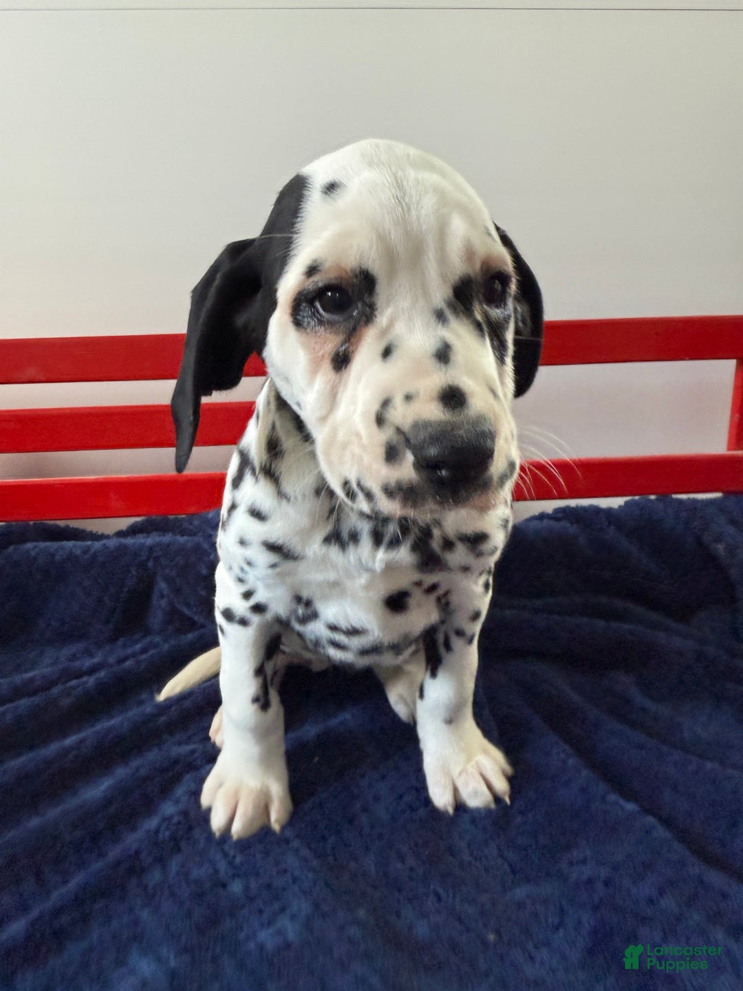 Dalmatian dogs for sale: Talia - Ad 15